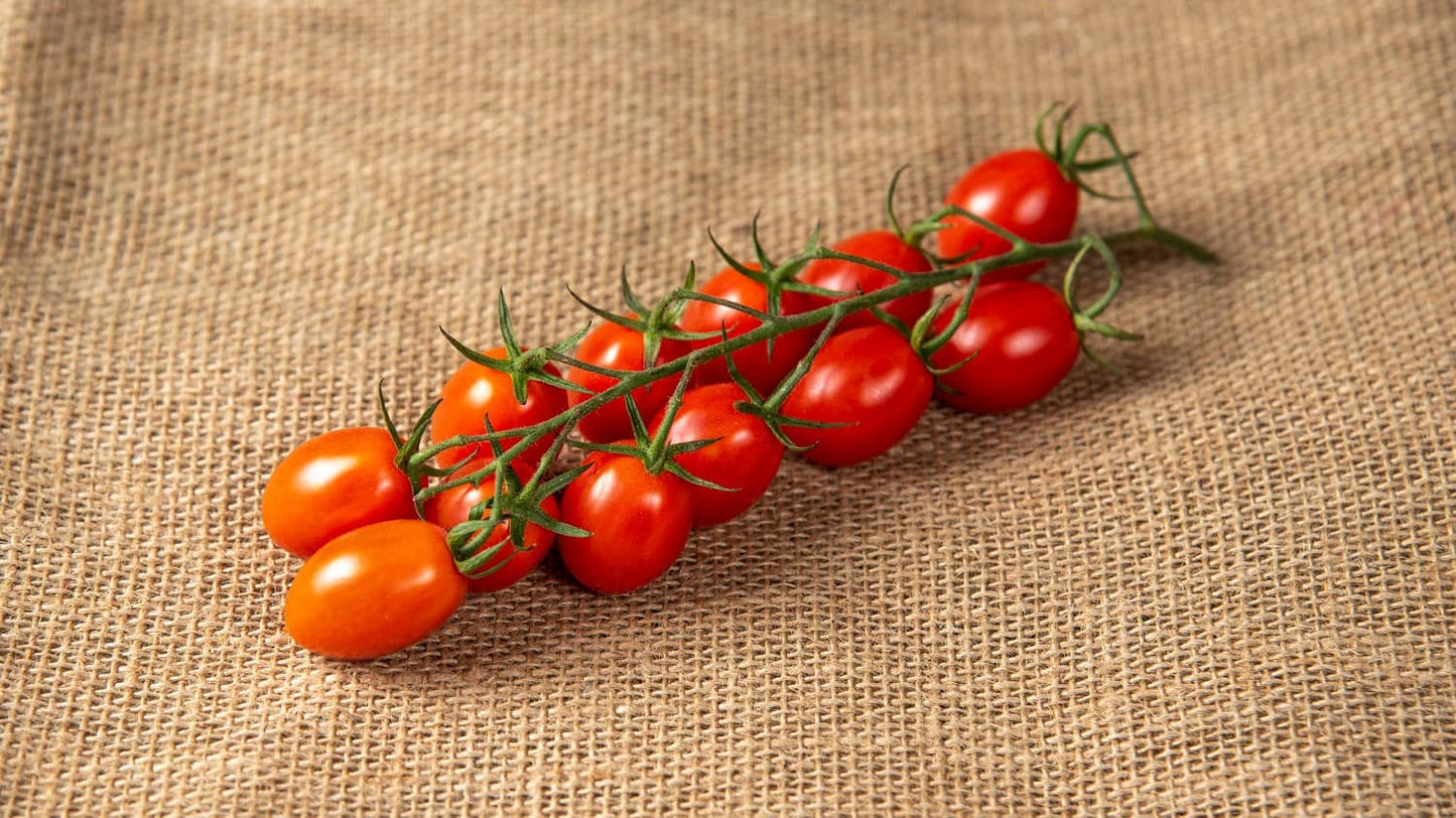 Svež cherry paradajz sitni crveni plodovi za salate