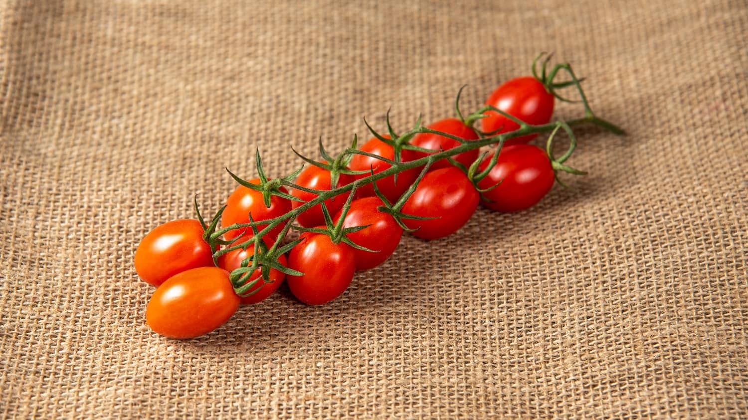 Svež cherry paradajz sitni crveni plodovi za salate