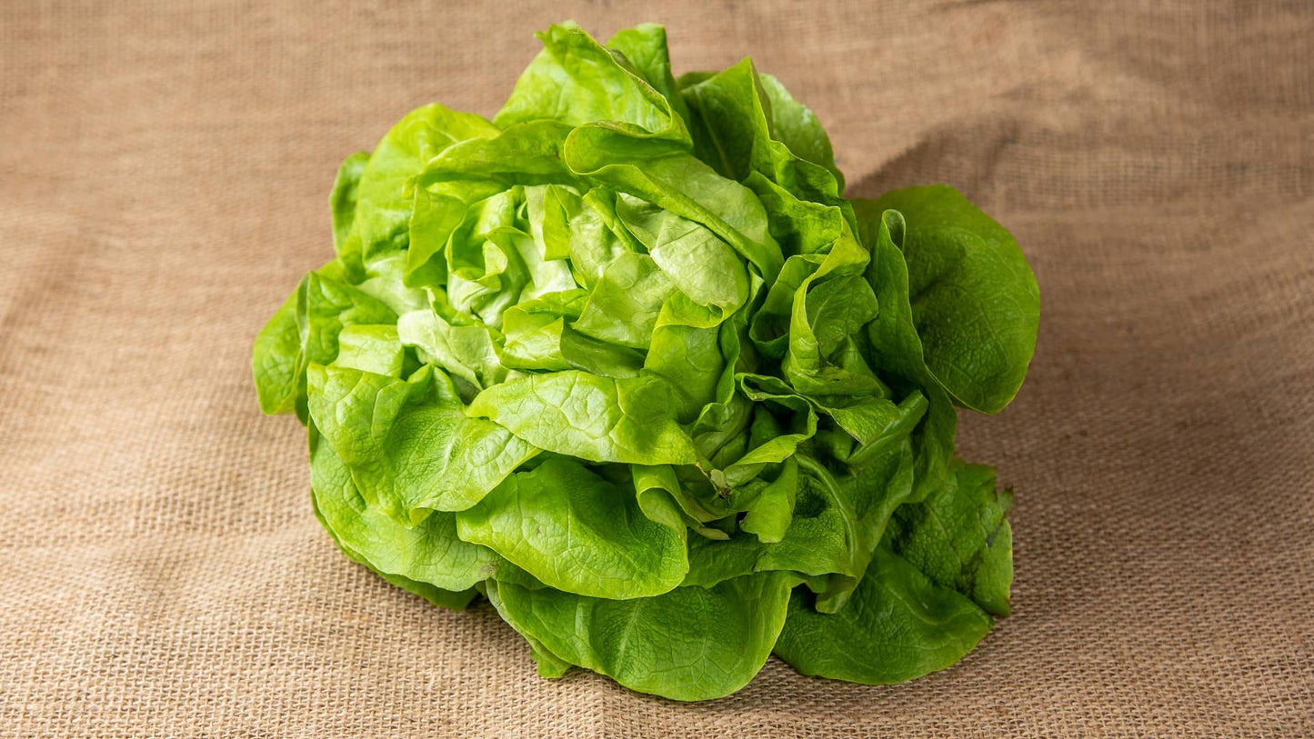 Sveža zelena salata sa hrskavim listovima