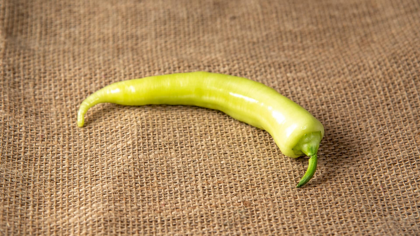 Sveža ljuta paprika zelene ili crvene boje